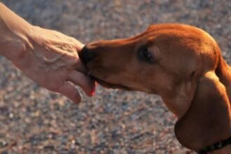 10 Animals With Surprising Disease Detection Superpowers