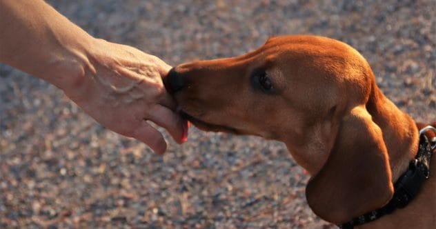 10 Animals With Surprising Disease Detection Superpowers