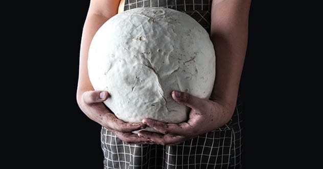 Sci-Fi Fungi: 10 Real Mushrooms That Seem Unreal