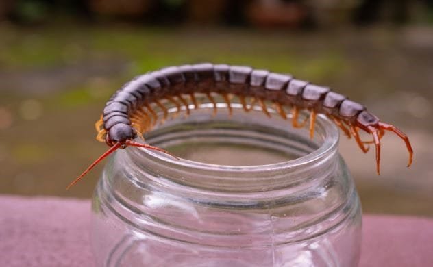 A collection of poisonous insects in a jar, representing the Kodoku curse