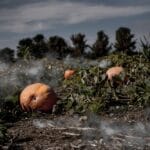 10 Shocking Crimes Unfolding in Pumpkin Patches