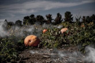 10 Shocking Crimes Unfolding in Pumpkin Patches