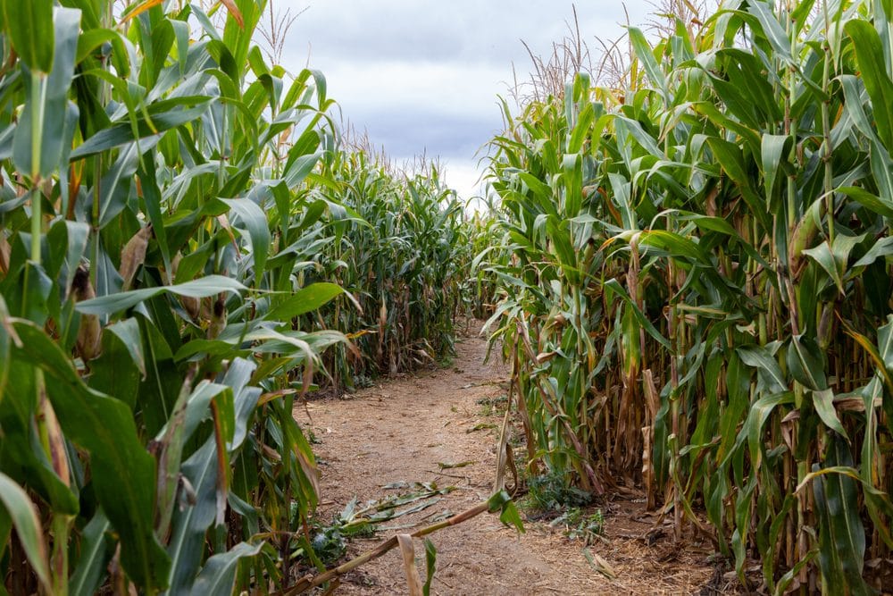 Dark and spooky corn maze entrance