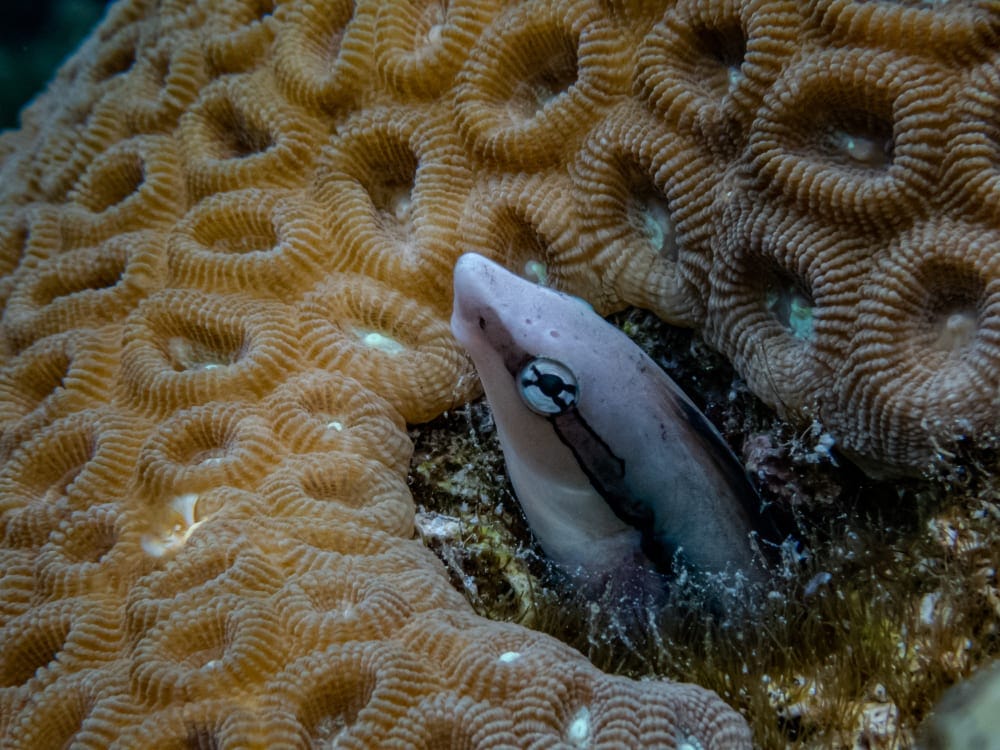 False Cleanerfish image