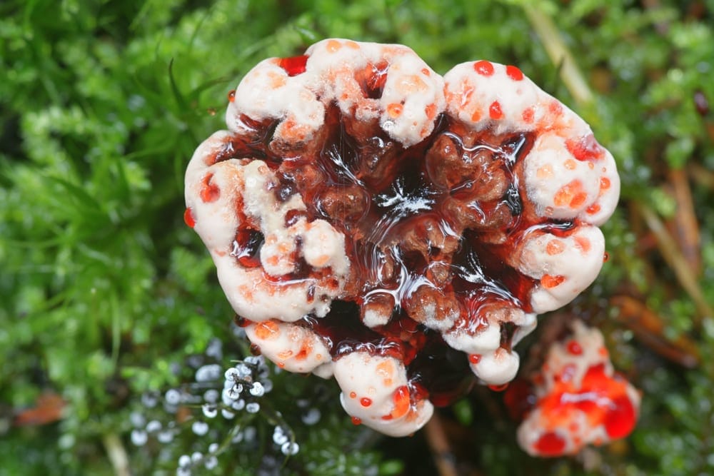 Bleeding Tooth Fungus