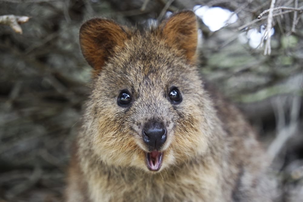 Cute quokka smiling