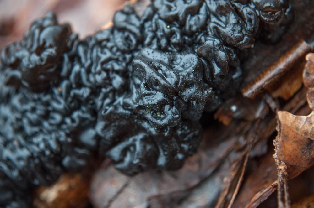 Black Brain Fungus