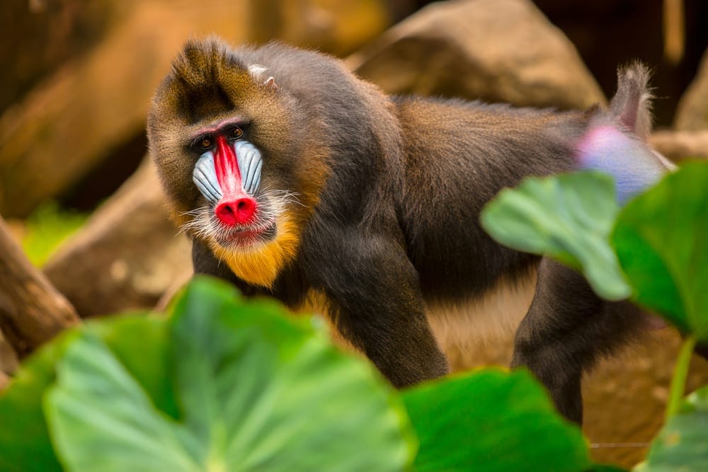 A group of colorful mandrill monkeys