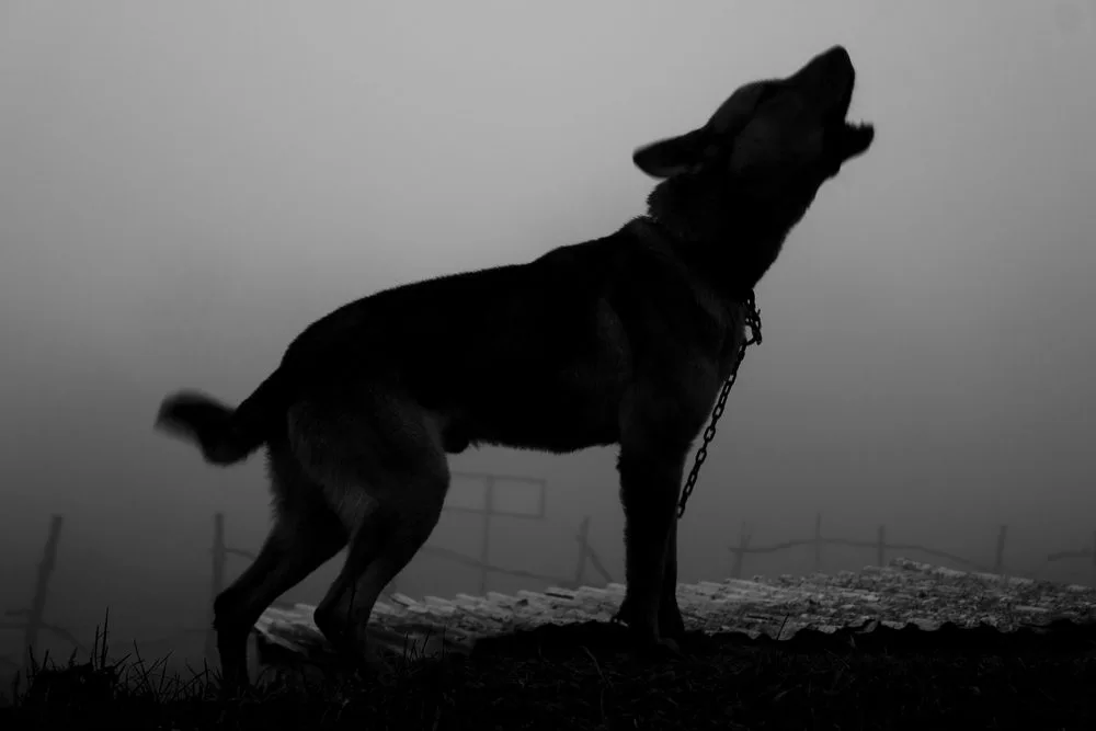 A dog intently focusing, representing Glimmer the ghost detector