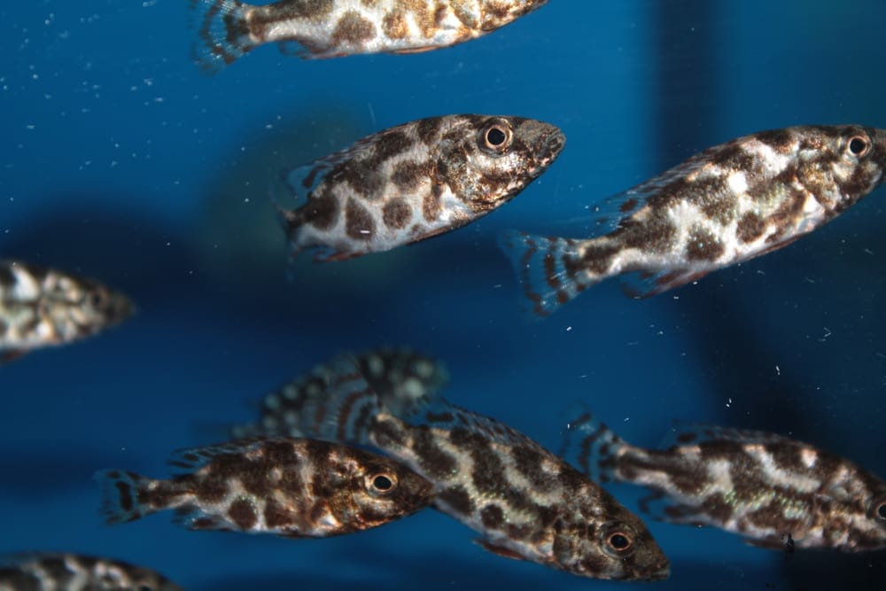 Livingstone’s Cichlids image