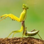 Celeb Species: 10 Animals Named After Famous People