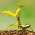 Celeb Species: 10 Animals Named After Famous People