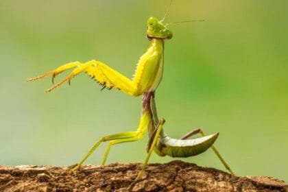 Celeb Species: 10 Animals Named After Famous People