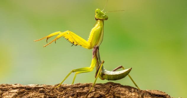 Celeb Species: 10 Animals Named After Famous People