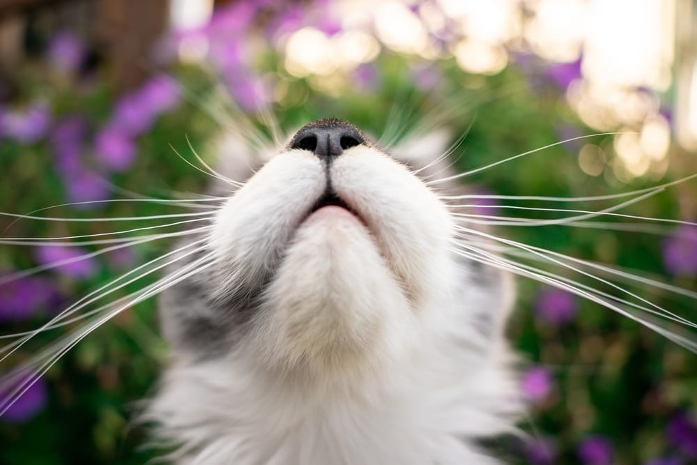 image of whiskers