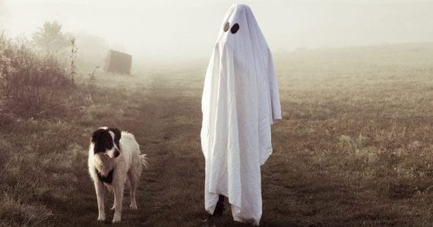 10 Ghost Hunting Dogs: Canine Paranormal Investigators