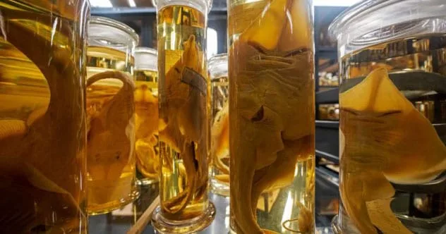 Top 10 Scariest Government Experiments of All Time