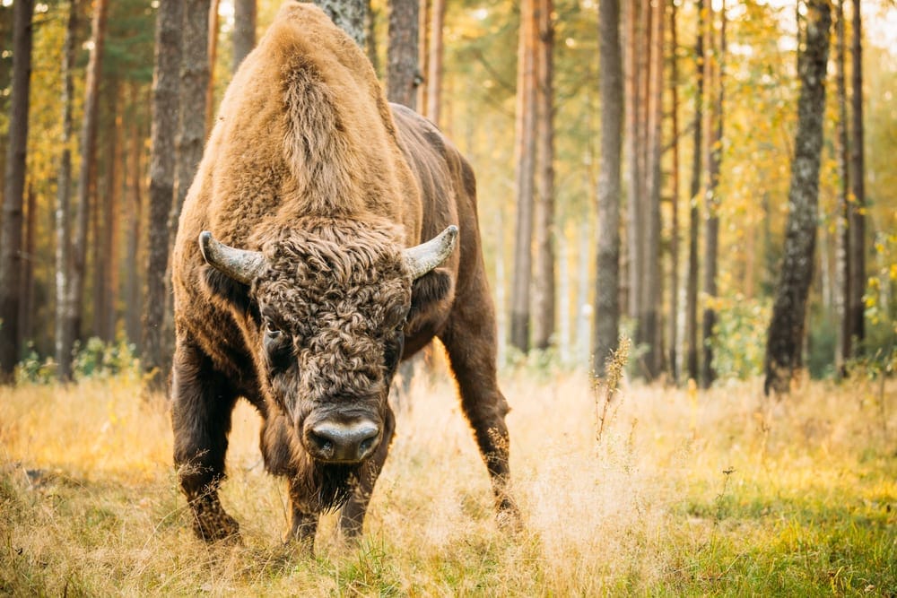 European bison