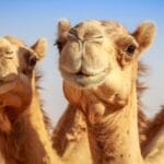 10 Bizarre Wild West Facts You Won't Believe Are True!