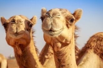 10 Bizarre Wild West Facts You Won't Believe Are True!