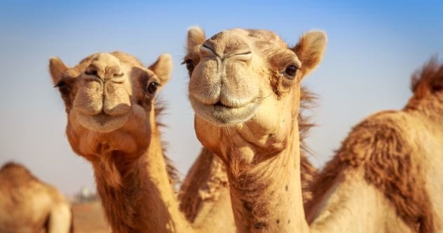 10 Bizarre Wild West Facts You Won't Believe Are True!