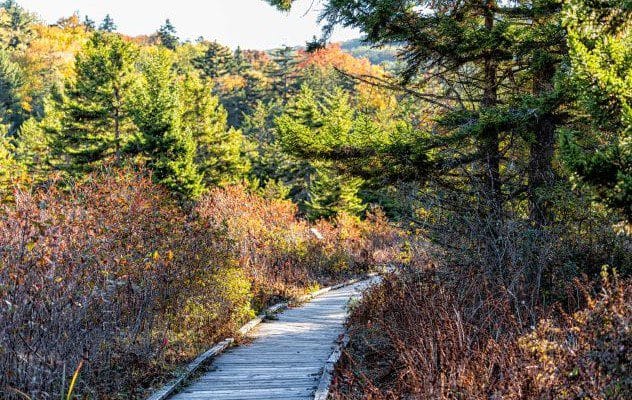 A dense, verdant forest with a narrow hiking trail leading into the unknown.