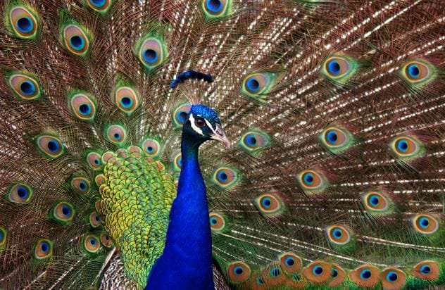 Colorful peacock feather often seen as bad luck in theaters