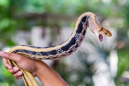 10 Weirdest Farms Around the World: You Won't Believe #7!