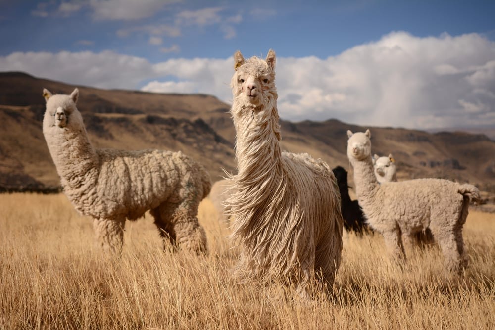 Alpaca in the Peruvian mountains