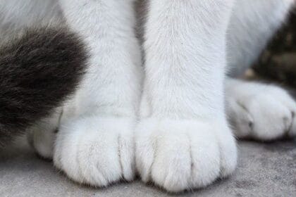 10 Weirdest Treasures Found in Libraries & Archives