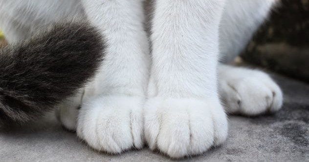 10 Weirdest Treasures Found in Libraries & Archives