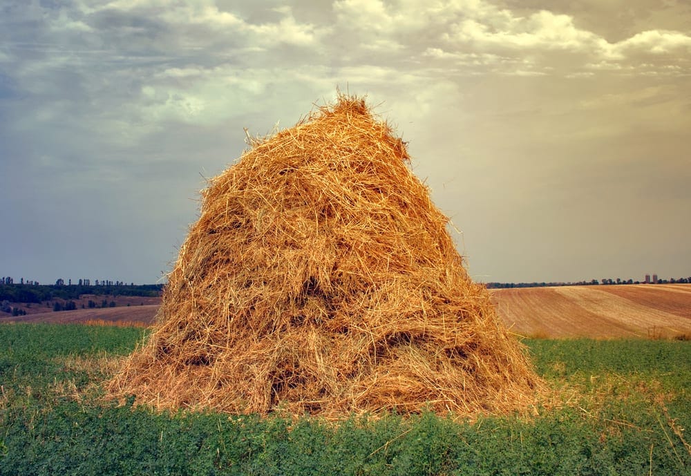 Person sleeping in hay