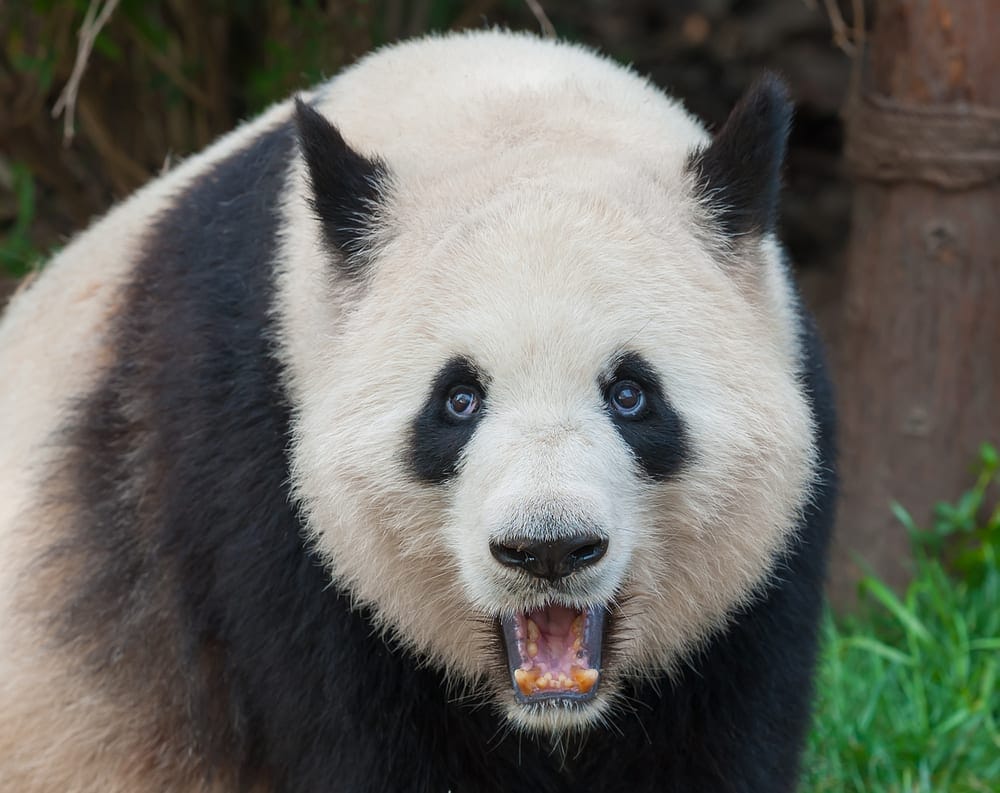 irritated panda