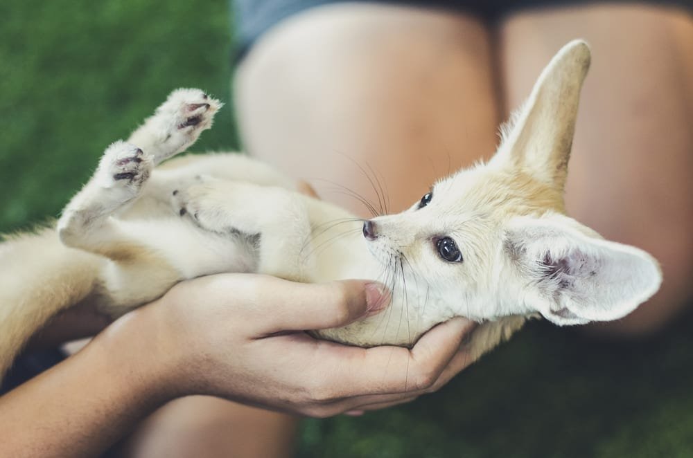Cute fennec fox