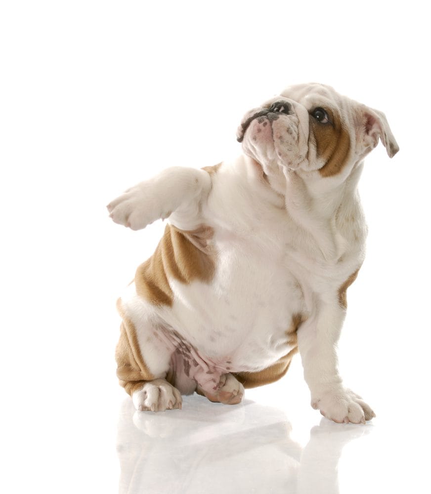 A dog looking attentively, representing a ghost-spotting dog