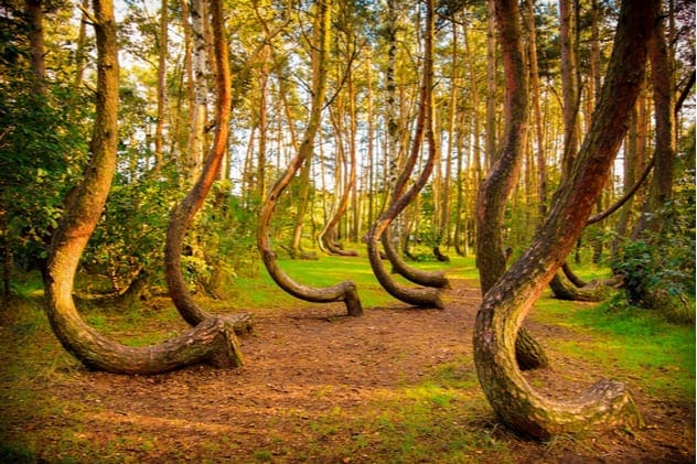 Crooked Forest in Poland