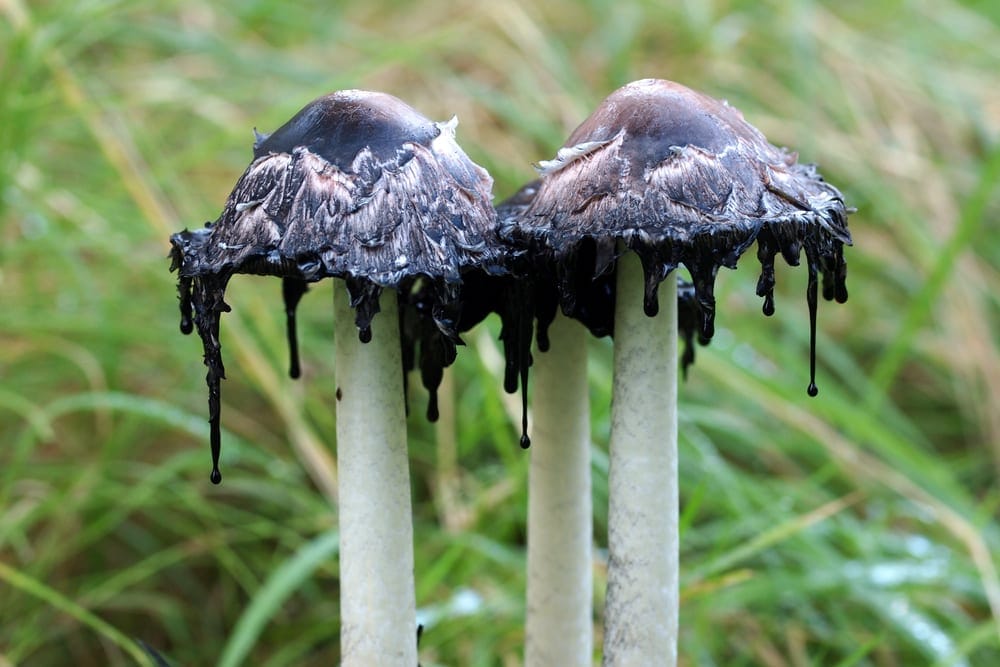 Shaggy Ink Cap