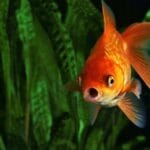 10 Weird Science Studies: Strange Questions Answered!