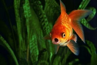 10 Weird Science Studies: Strange Questions Answered!