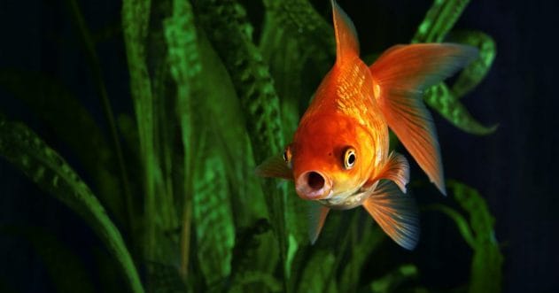 10 Weird Science Studies: Strange Questions Answered!