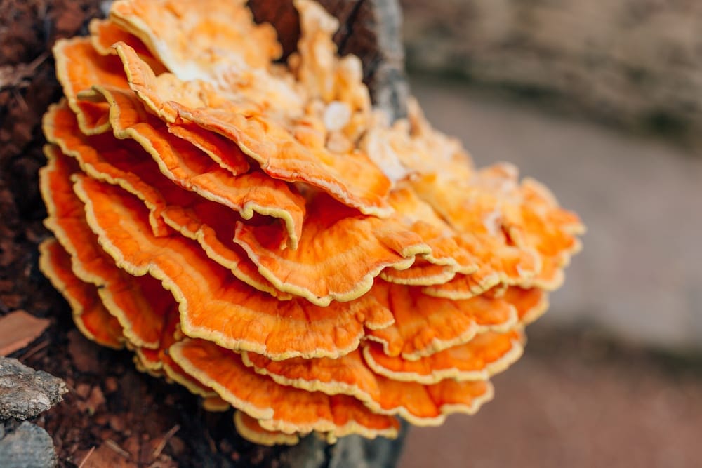 Chicken of the Woods