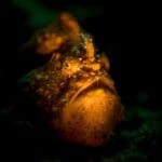 Sneaky Hunters: 10 Animals with Masterful Attack Skills