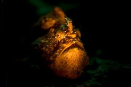 Sneaky Hunters: 10 Animals with Masterful Attack Skills