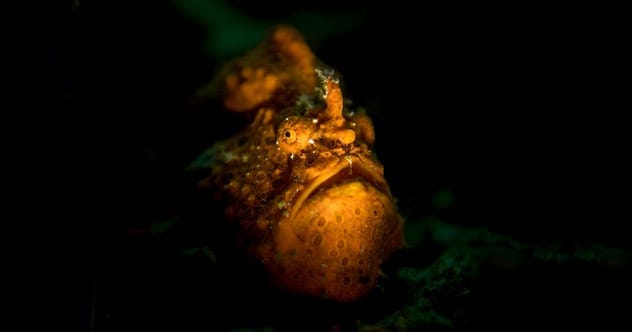 Sneaky Hunters: 10 Animals with Masterful Attack Skills