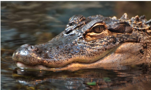 Alligator in sewer