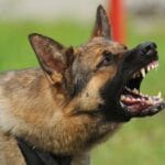 10 Shocking Cases: Animals Fatally Mauling Owners