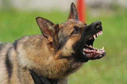 10 Shocking Cases: Animals Fatally Mauling Owners