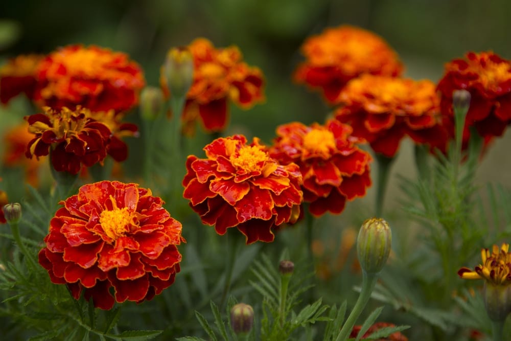 Marigold flower