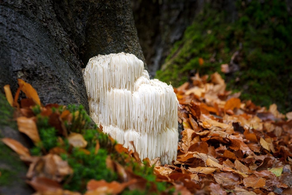 Bearded Tooth Mushroom