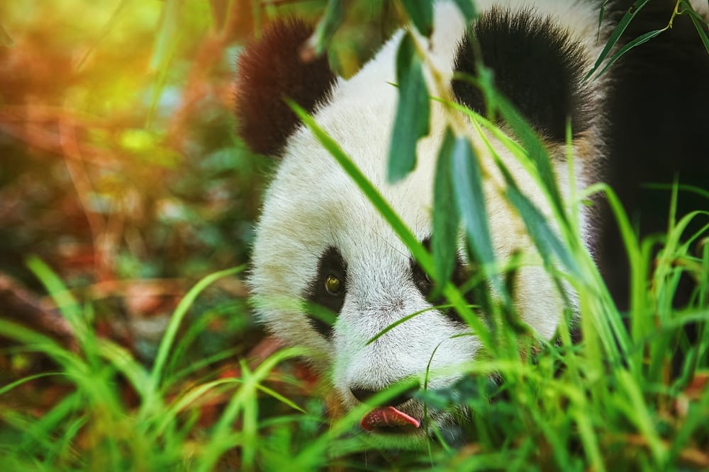panda discovery